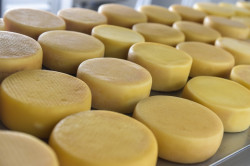 FIEMA abre inscrições para Concurso de Queijos do Maranhão